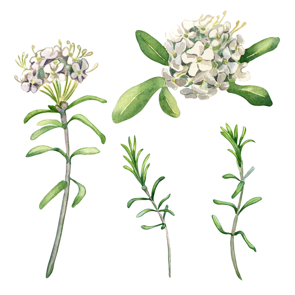 Suopursu, piirroskuva